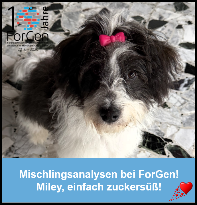Hund MIley