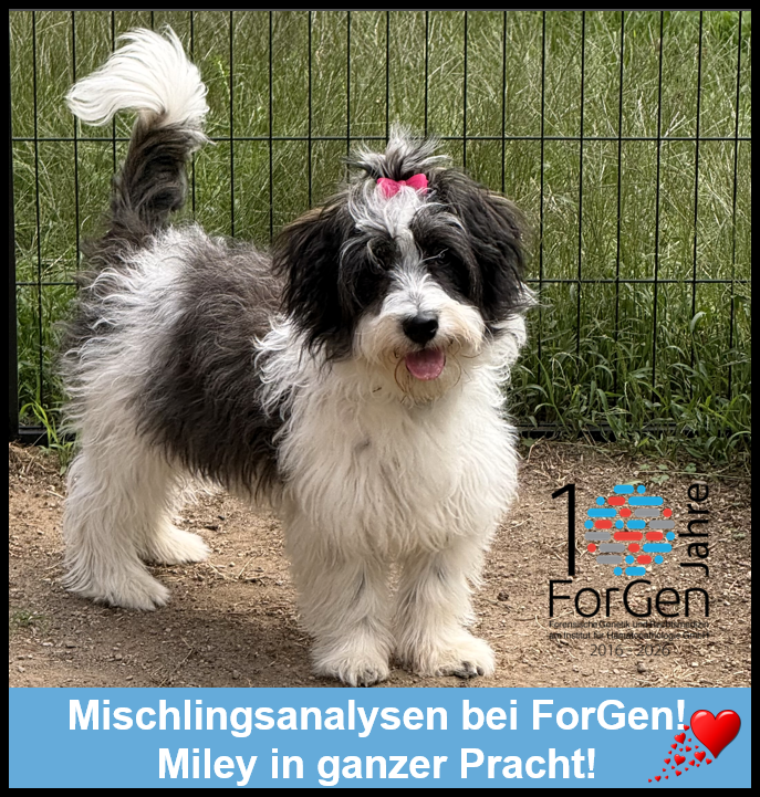 Hund MIley