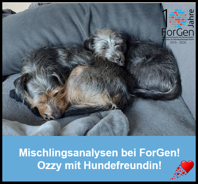 HUnd Ozzy