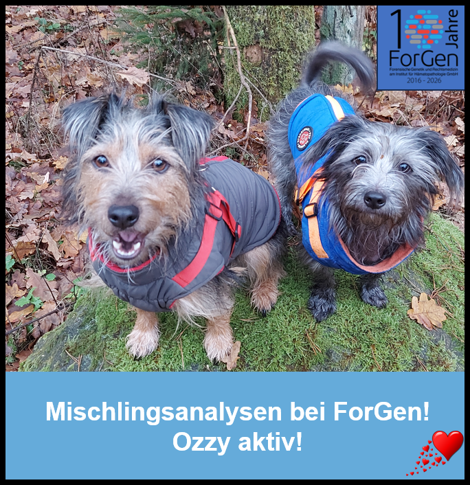 HUnd Ozzy