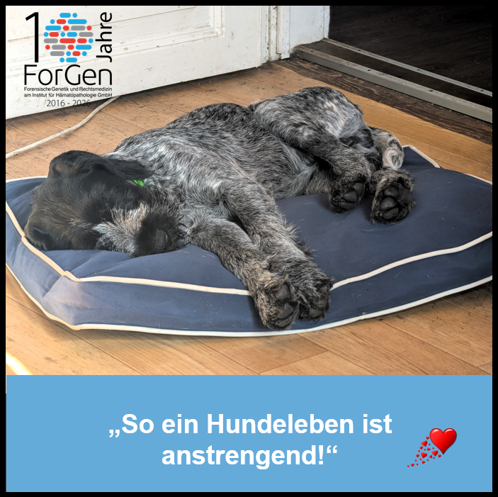Hund Feldmann