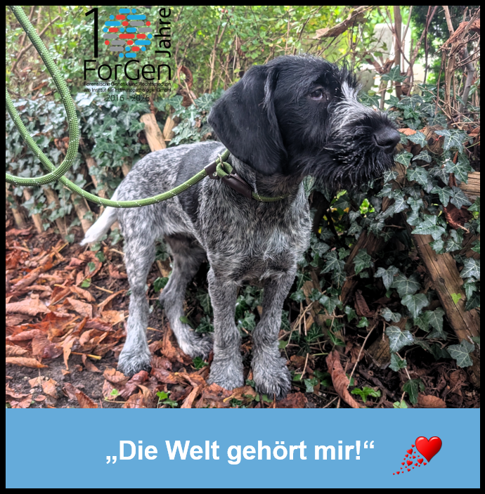 Hund Feldmann