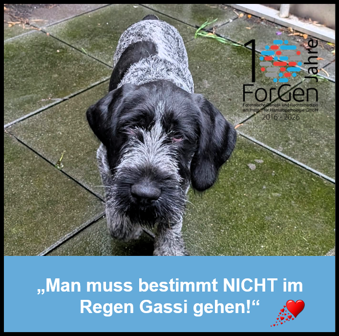 Hund Feldmann