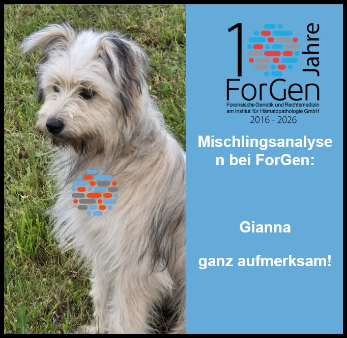 Hund Gianna
