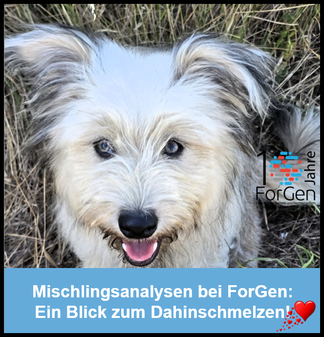 Hund Gianna