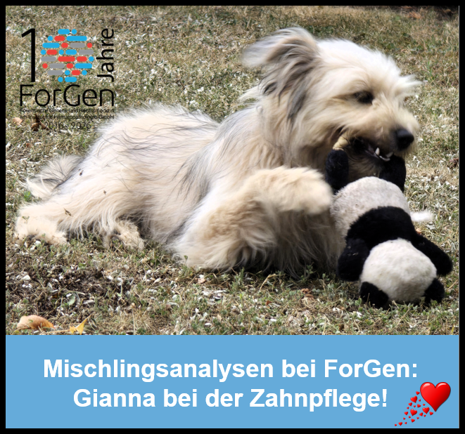 Hund Gianna