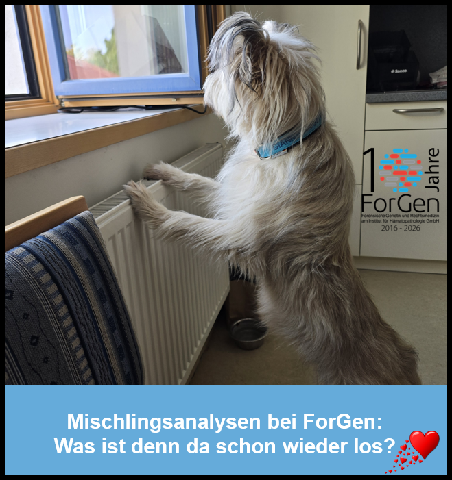 Hund Gianna