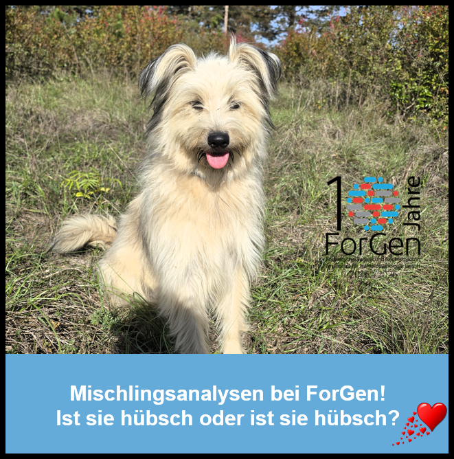 Hund Gianna