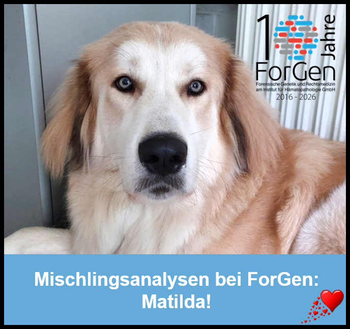 Hund Matilda