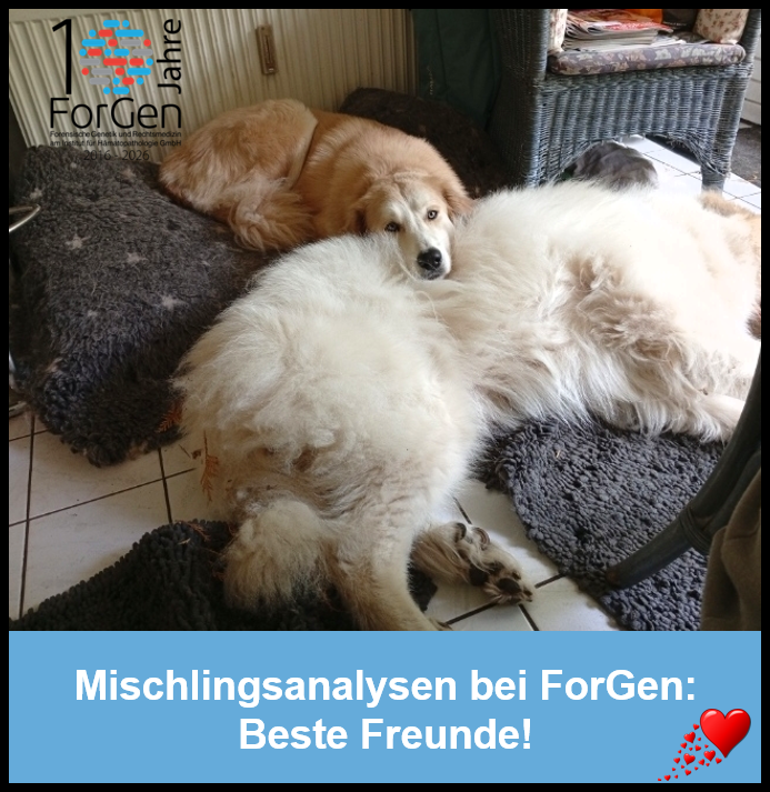 Hund Matilda