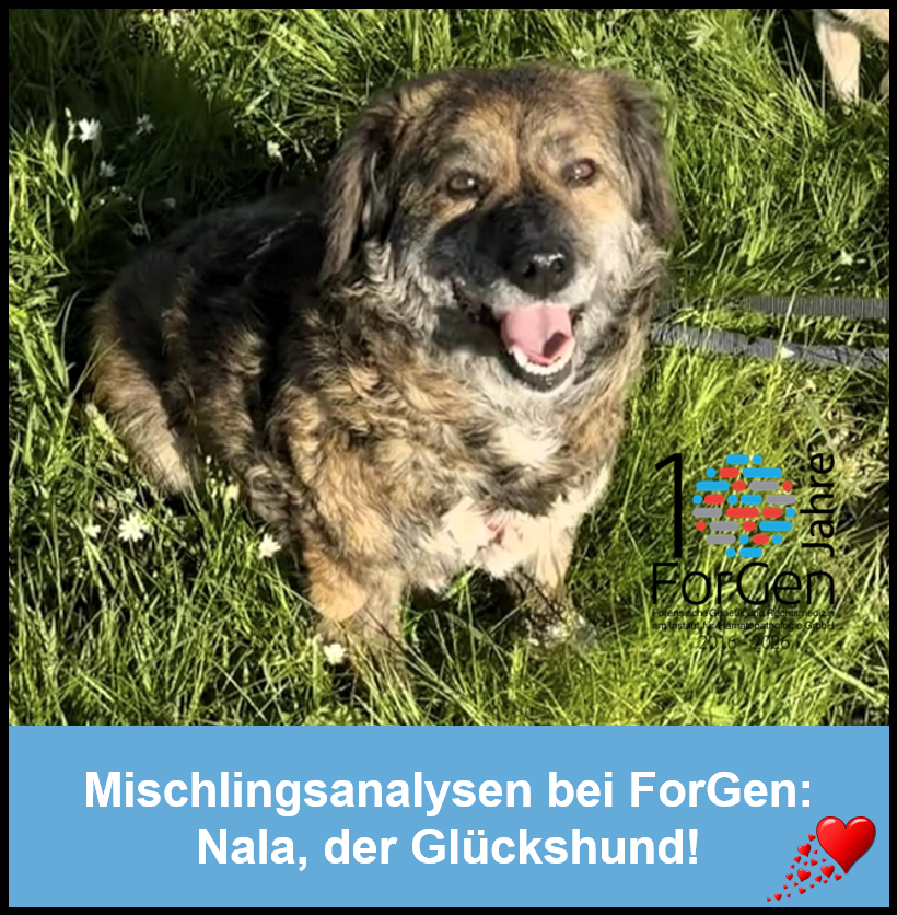 Hund Nala