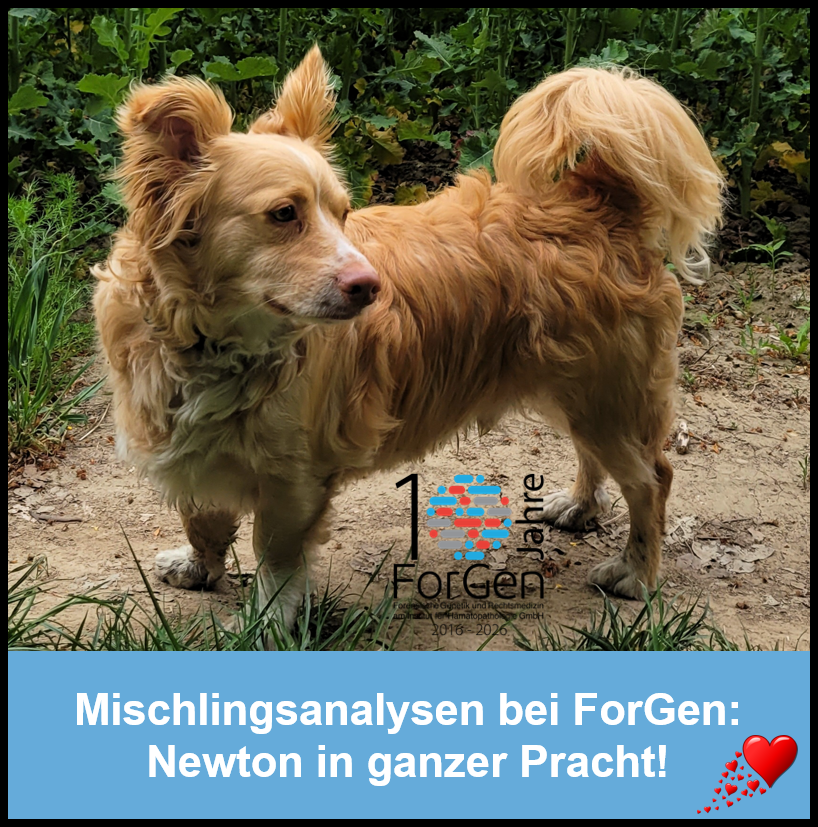 Hund Newton